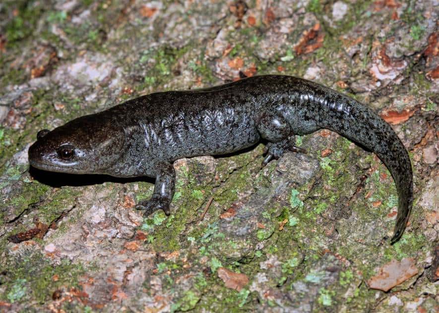 Mole Salamander side viewMatthew L. Niemiller_shutterstock