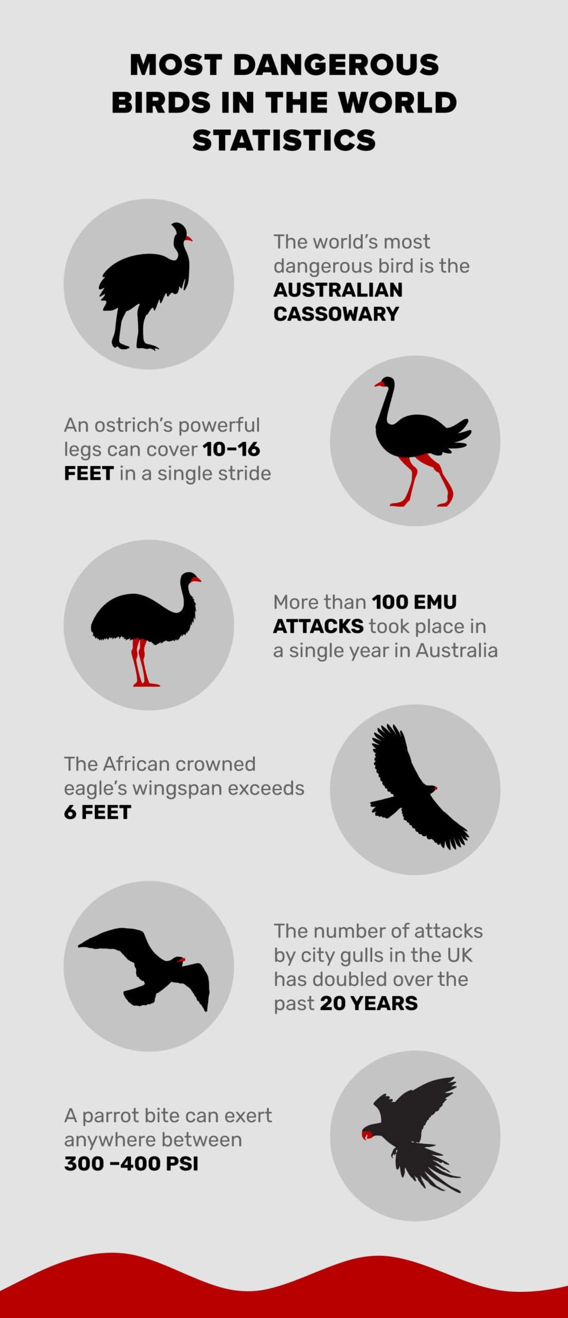 Most-Dangerous-Birds-in-The-World-Statistics