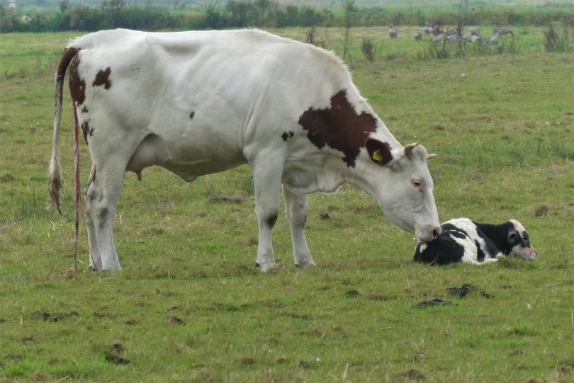 Mother cow tending to her newborn calf