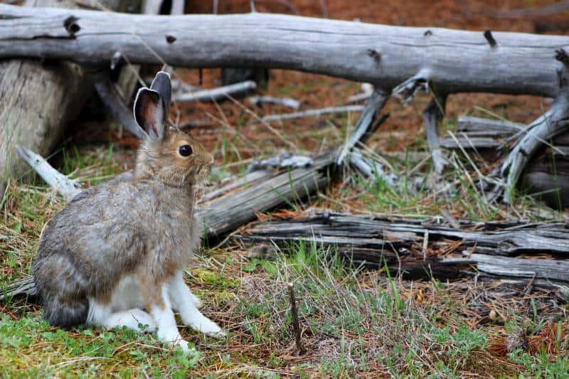 Mountain Cottontail rabbit