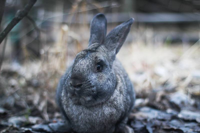 Mountain Cottontail rabbit
