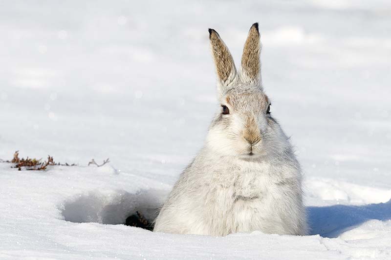 Mountain Hare in snow