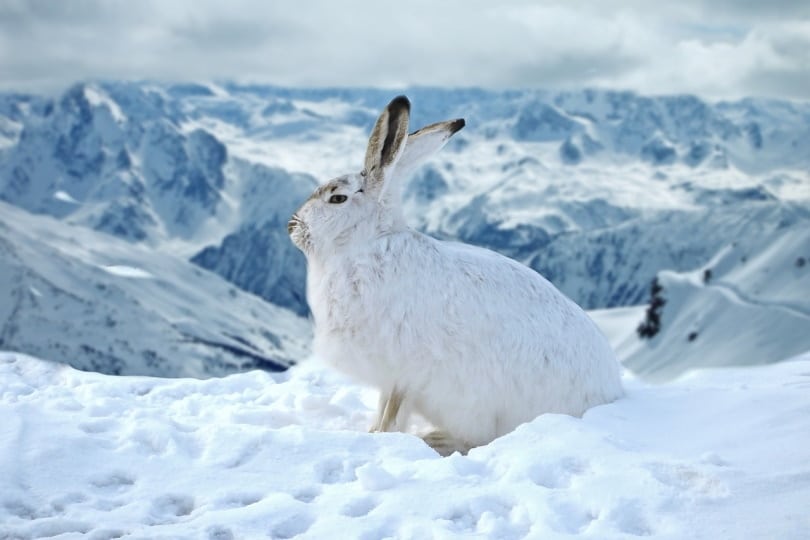 Mountain hare sitting in snow