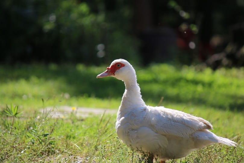 Mulard duck standing in grass