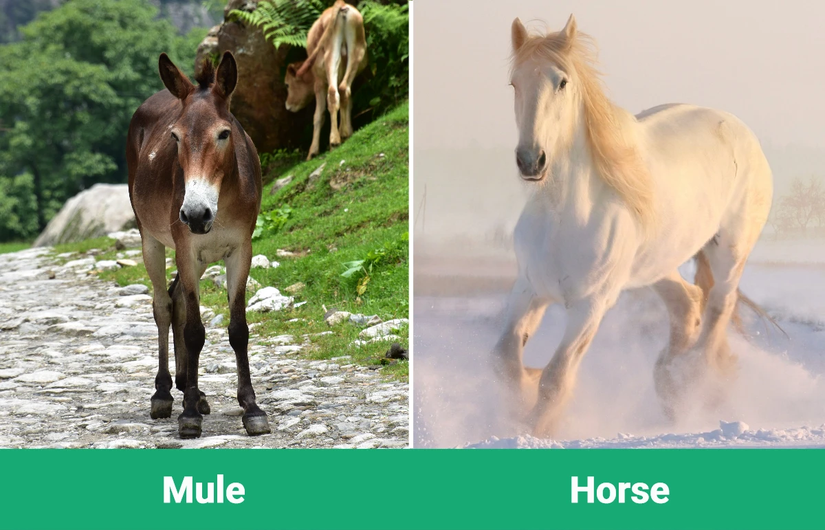 Mule vs Horse - Visual Differences
