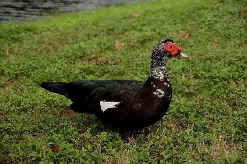 Muscovy Duck on the grass