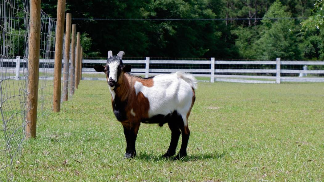 Myotonic Goat