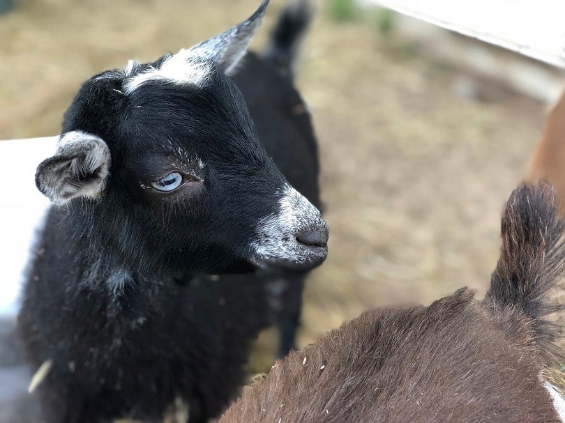 Nigerian Dwarf Goat-pixabay