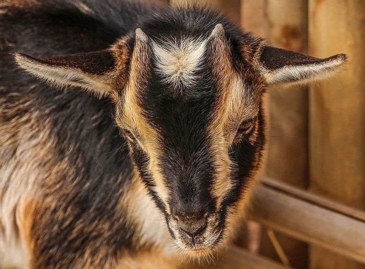 Nigerian Dwarf_Goat