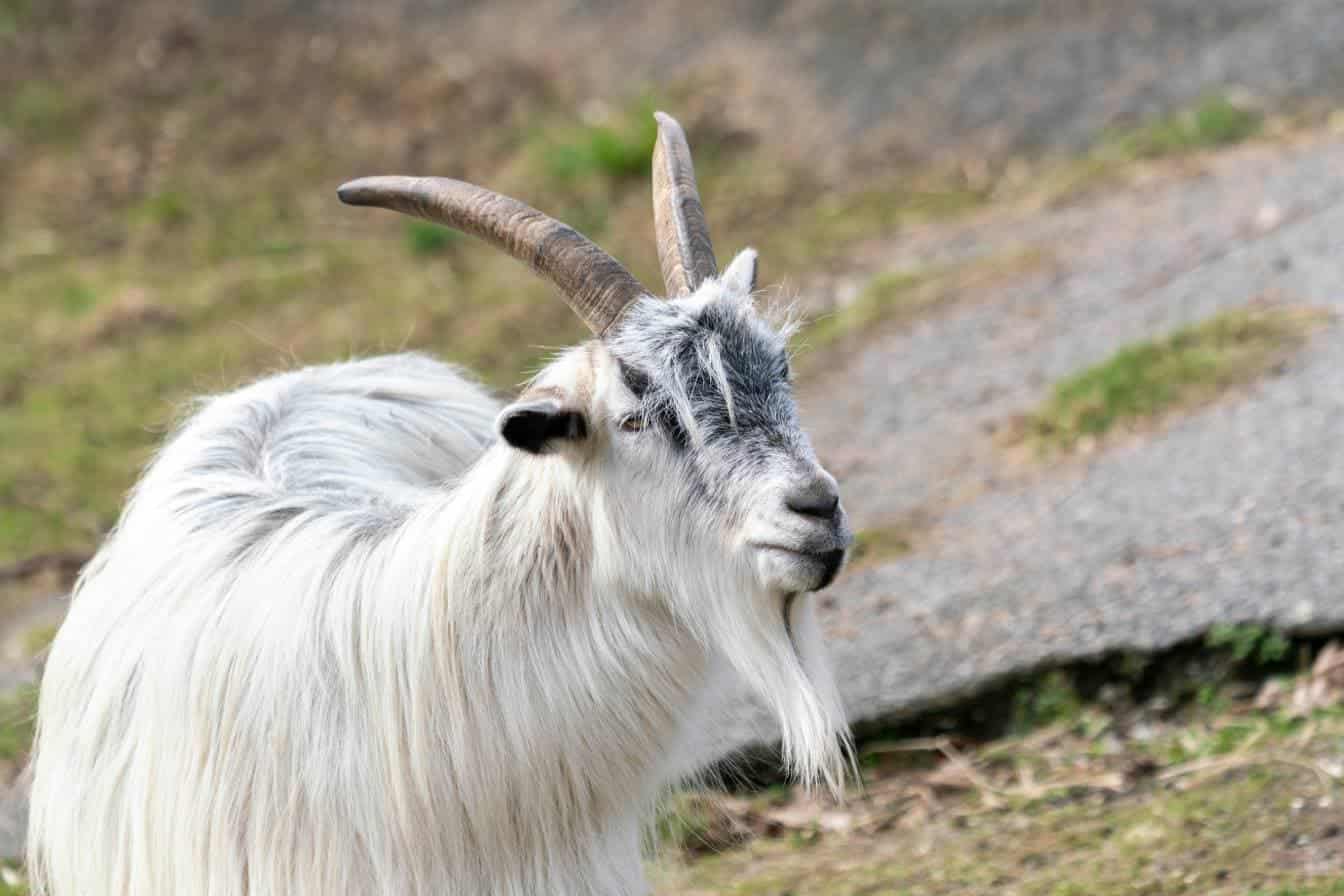Nordic Goat