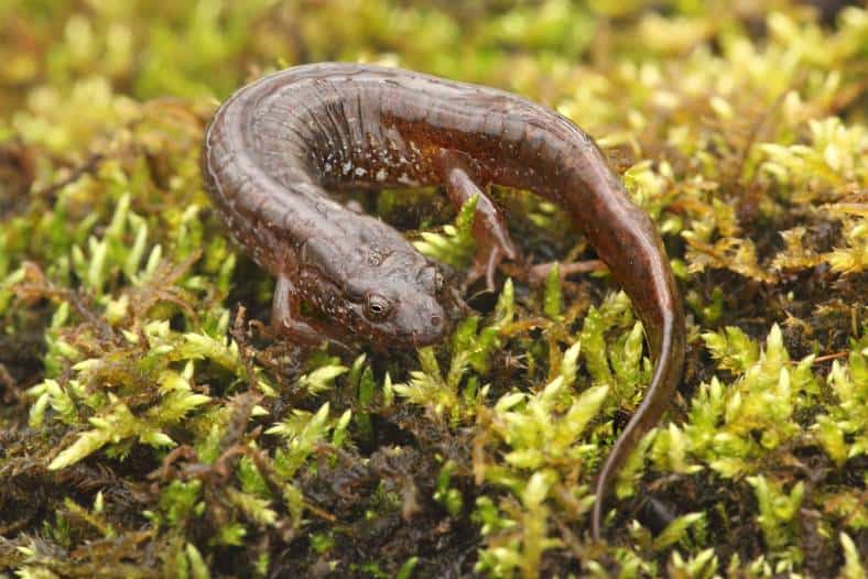 Northern Dusky Salamander side view_Steve Byland_Shutterstock