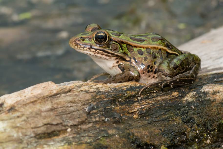 Northern Leopard Frog side view_Paul Reeves Photography_Shutterstock
