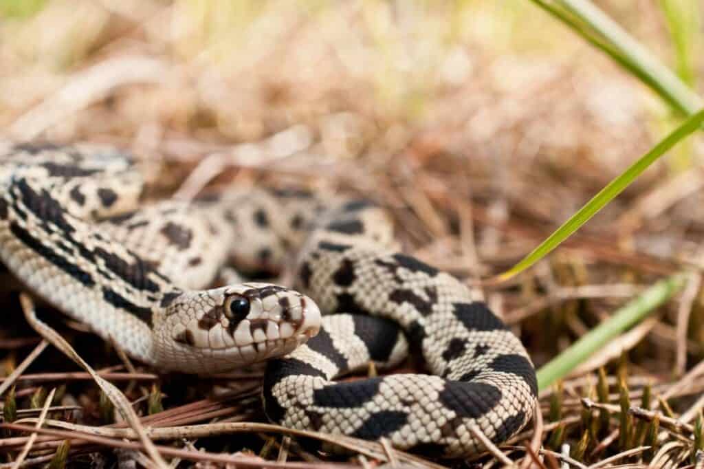 Northern Pine Snake close up_Jay Ondreicka_Shutterstock