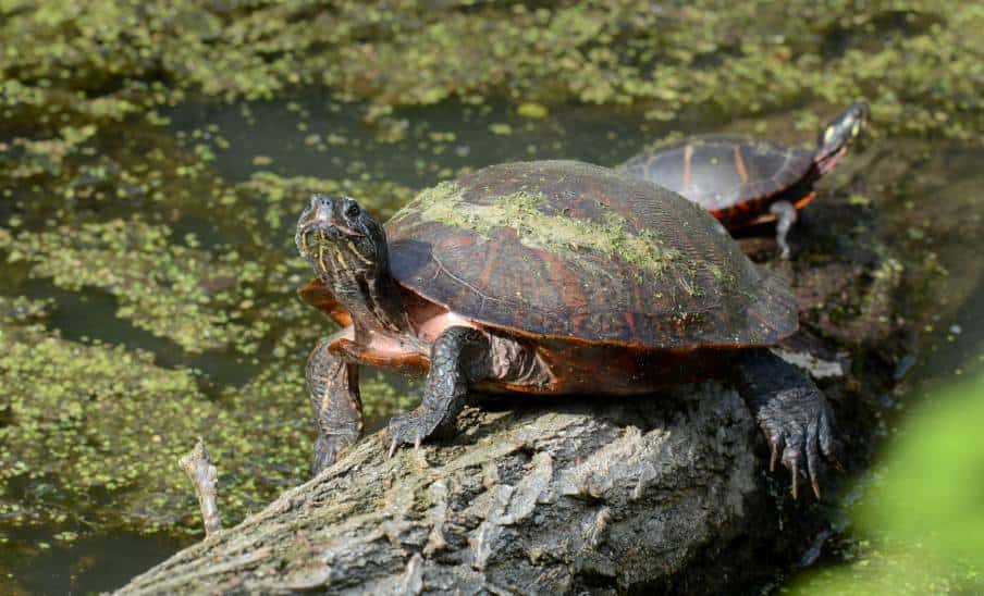 Northern Red Bellied CooterNorthern Red Bellied Cooter side view_M.Huston_Shutterstock