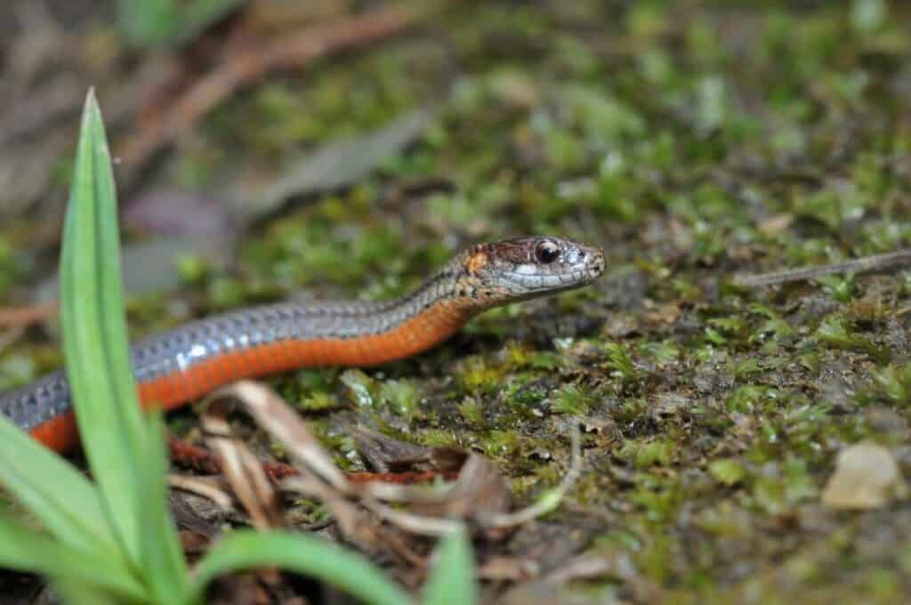 Northern Red-bellied Snake_Mike Wilhelm_Shutterstock