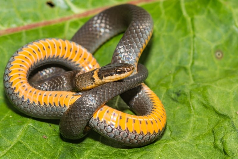 Northern Ring-Necked Snake