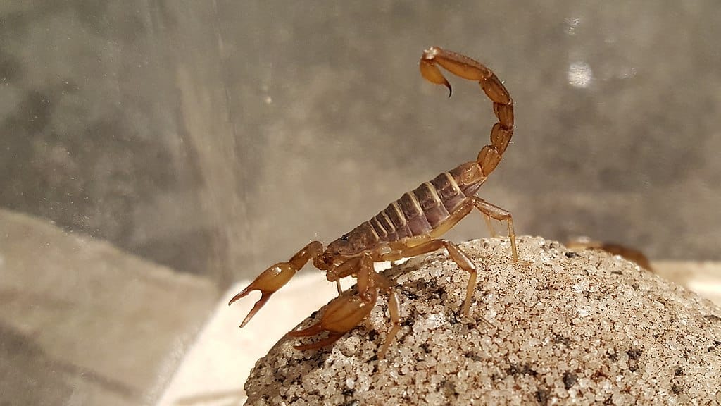 Northern Scorpion, Paruroctonus boreus