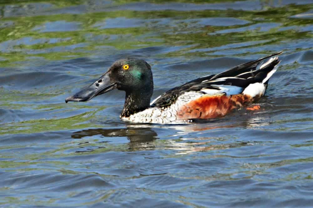 Northern Shoveler in the water