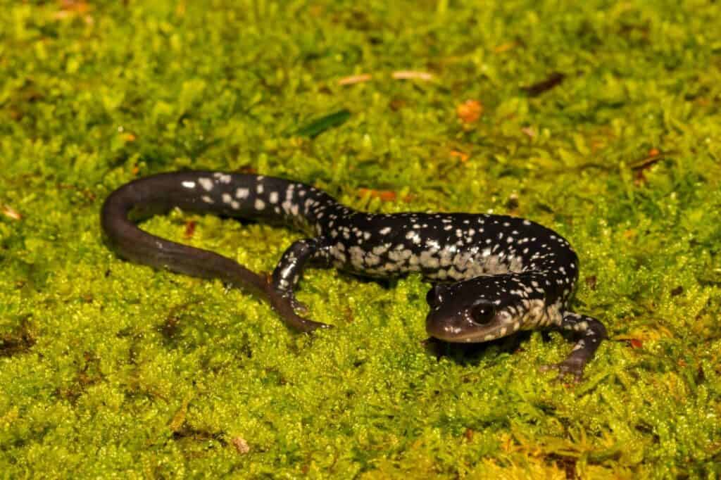 Northern Slimy Salamander_Jay Ondreicka_Shutterstock