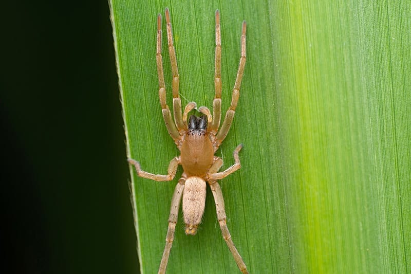 Yellow sack spider, Cheiracanthium mildei, Satara, Maharashtra, India