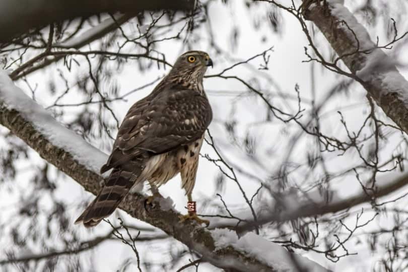 Northern goshawk in a snow-covered tree