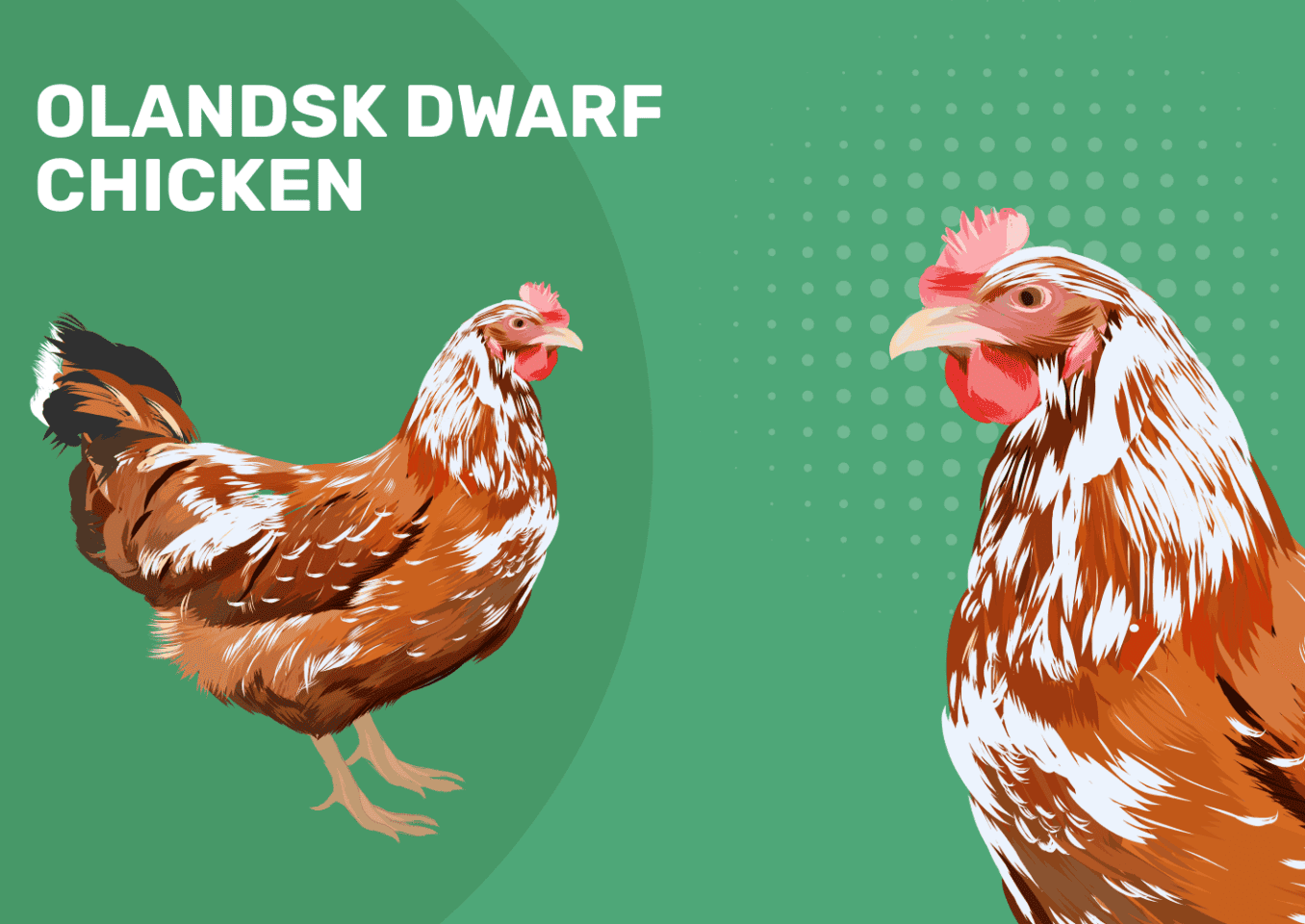 Olandsk_Dwarf_Chicken