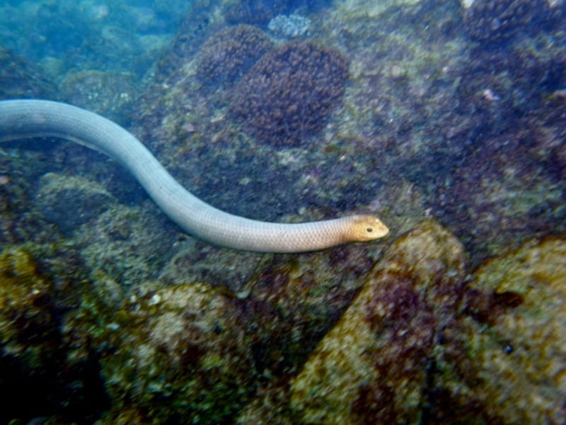Olive Sea Snake in the water