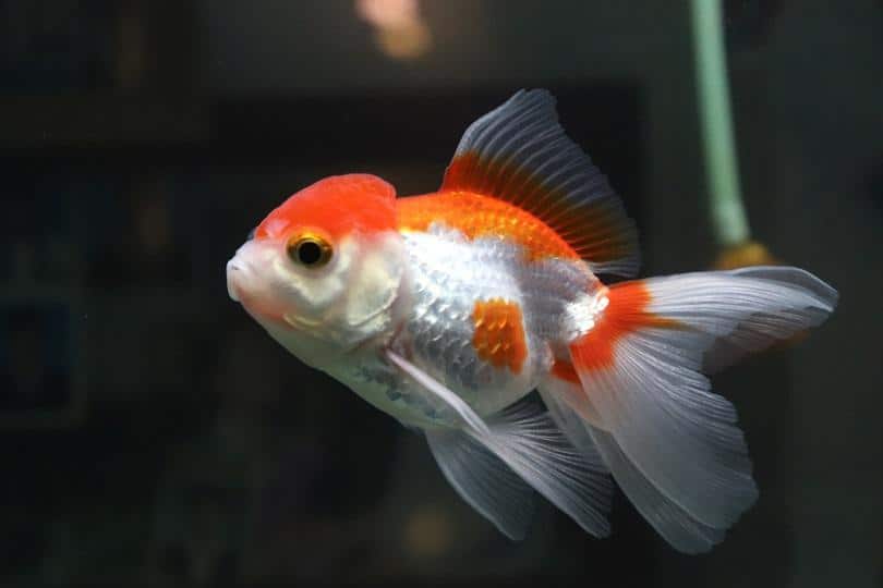 Oranda goldfish Red White_chanathip c_shutterstock
