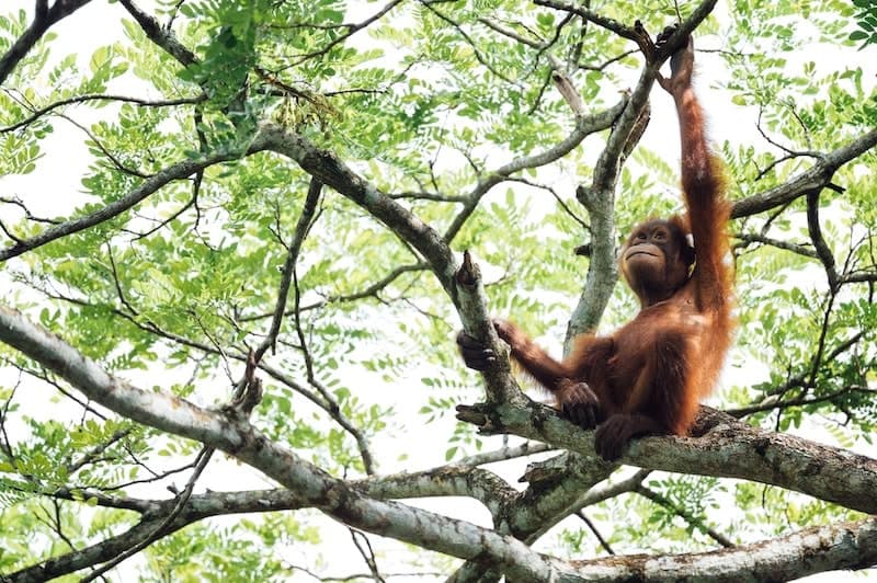 Orangutan in the tree tops