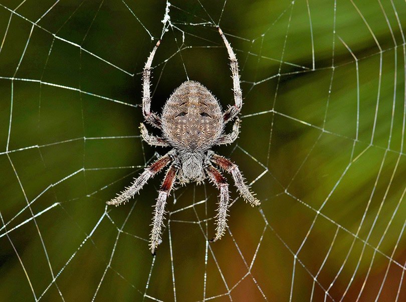 Orb-Weaver Spider on a spider web