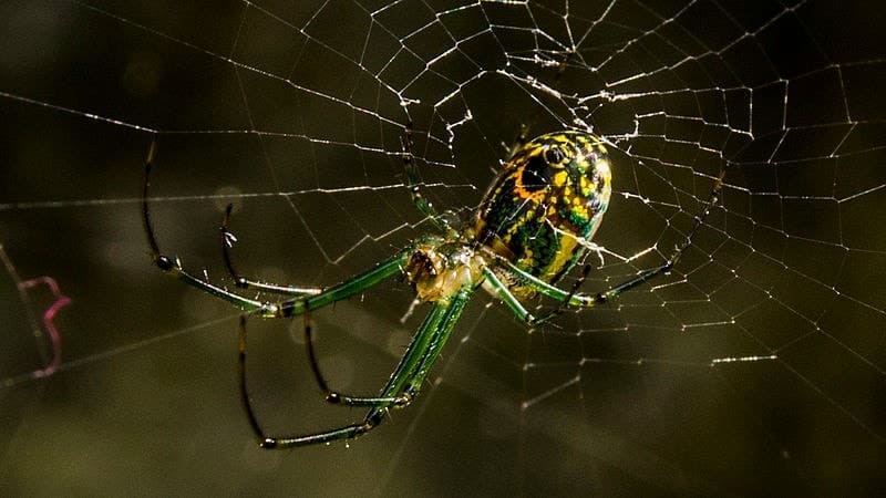 Orchard Spider in web