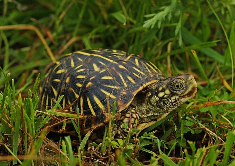 Ornate Box Turtle (Terrapene ornata) (48070252612)