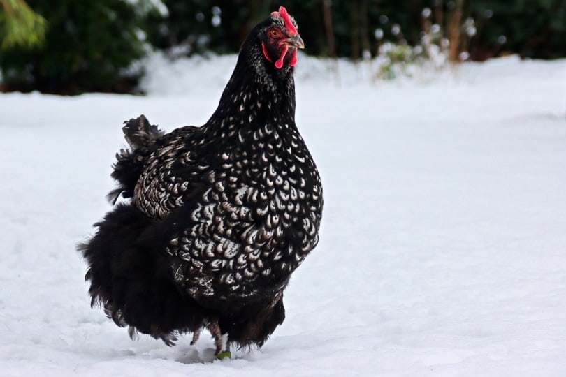 Orpington chicken in the snow