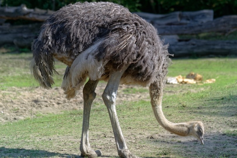 Ostrich stooping down to feed