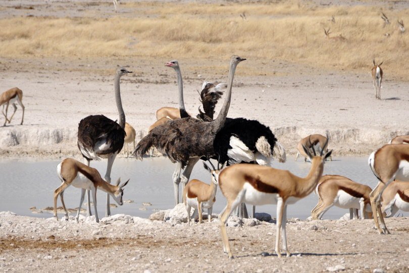 Ostriches and gazelles flock together near river