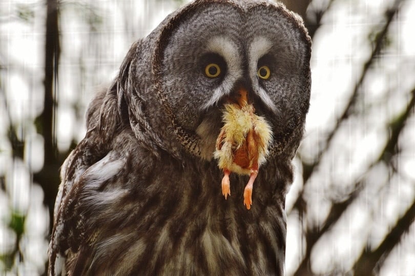 Owl eating