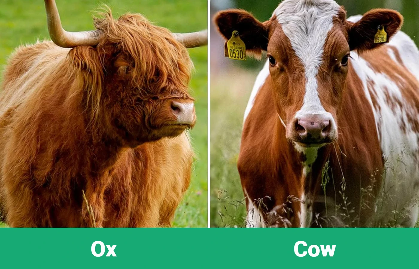 Ox vs Cow - Visual Differences