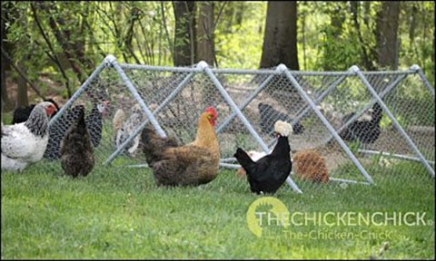 PVC A-Frame Chicken Tractor