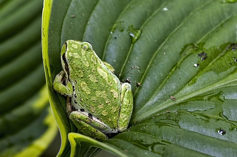 Pacific Chorus Frog on a Hosta Leaf