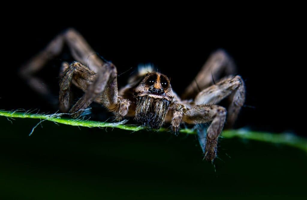 Parson Spider close up_Kerry Hargrove_Shutterstock