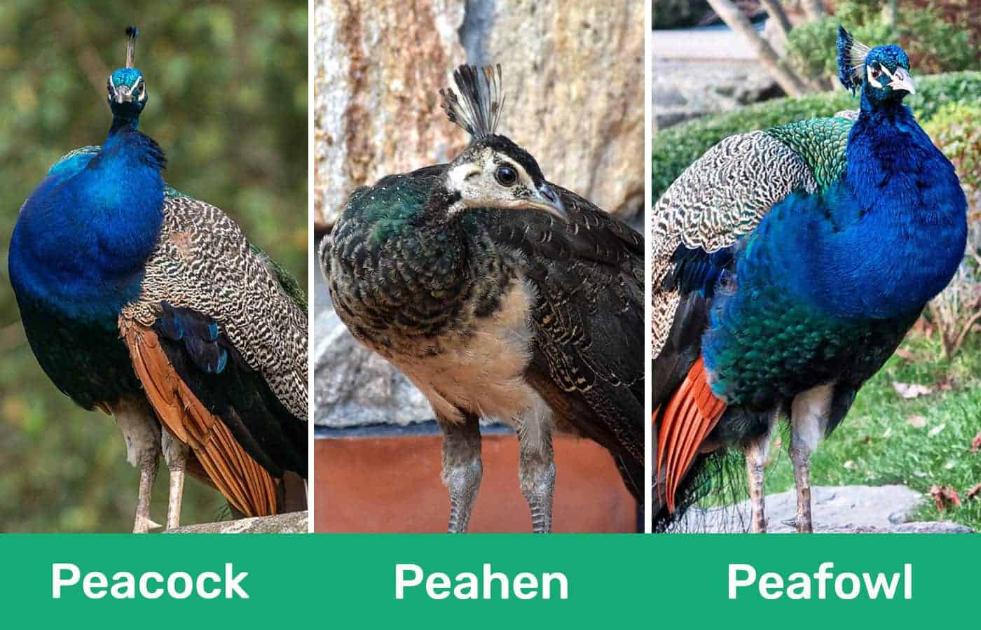 Peacock vs Peahen vs Peafowl