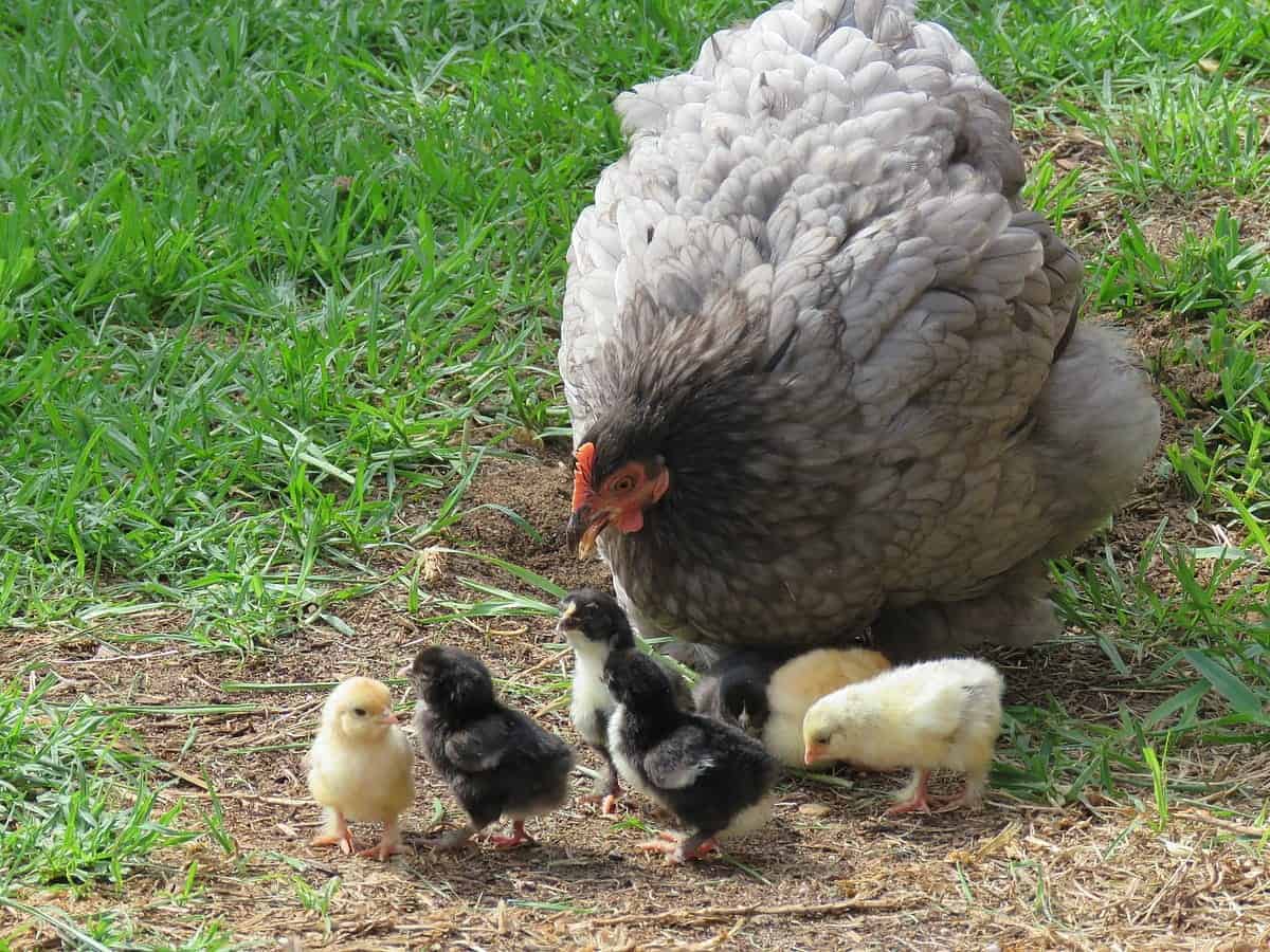 Pekin hen with seven chicks