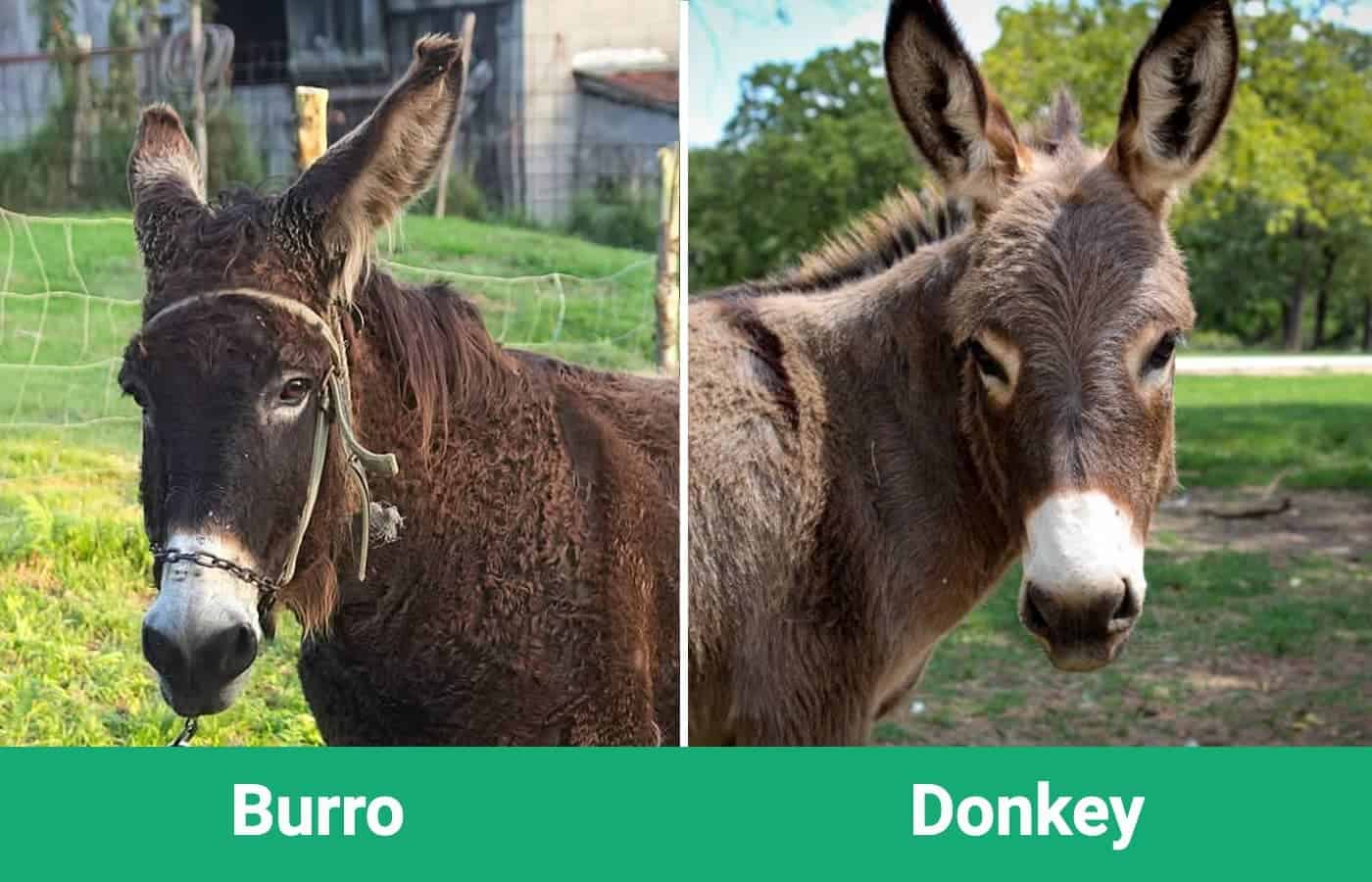 Burro and Donkey side by side