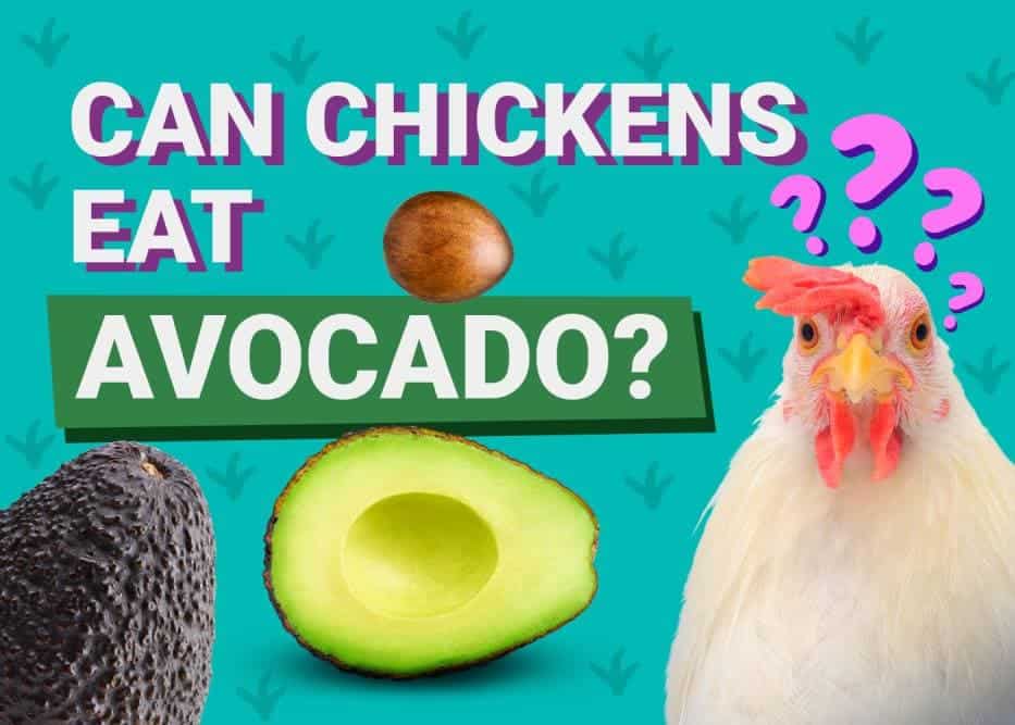 Can Chickens Eat_avocado