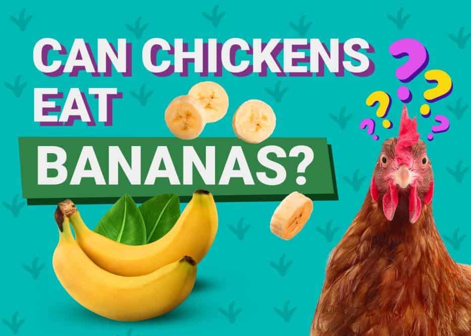 Can Chickens Eat_bananas