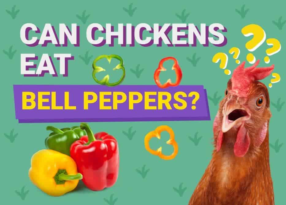 Can Chickens Eat_bell peppers