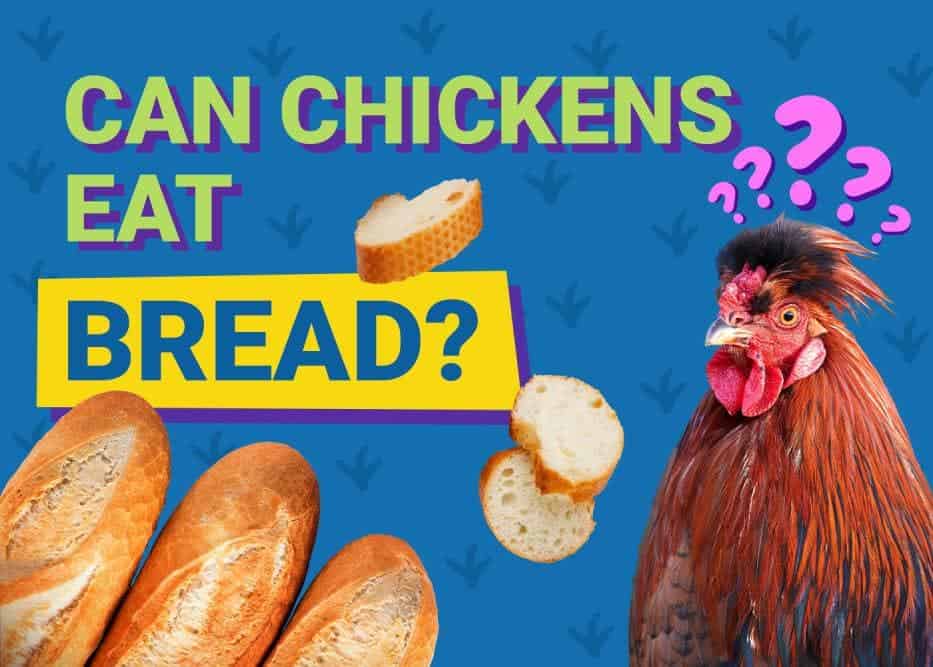 Can Chickens Eat_bread