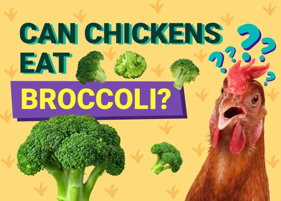 Can Chickens Eat_broccoli