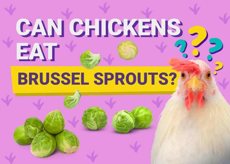 Can Chickens Eat_brussel sprouts