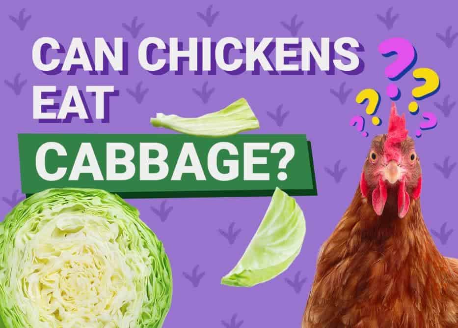 Can Chickens Eat_cabbage